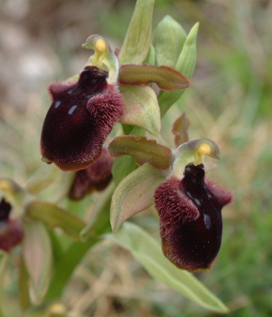 Ophrys promontorii